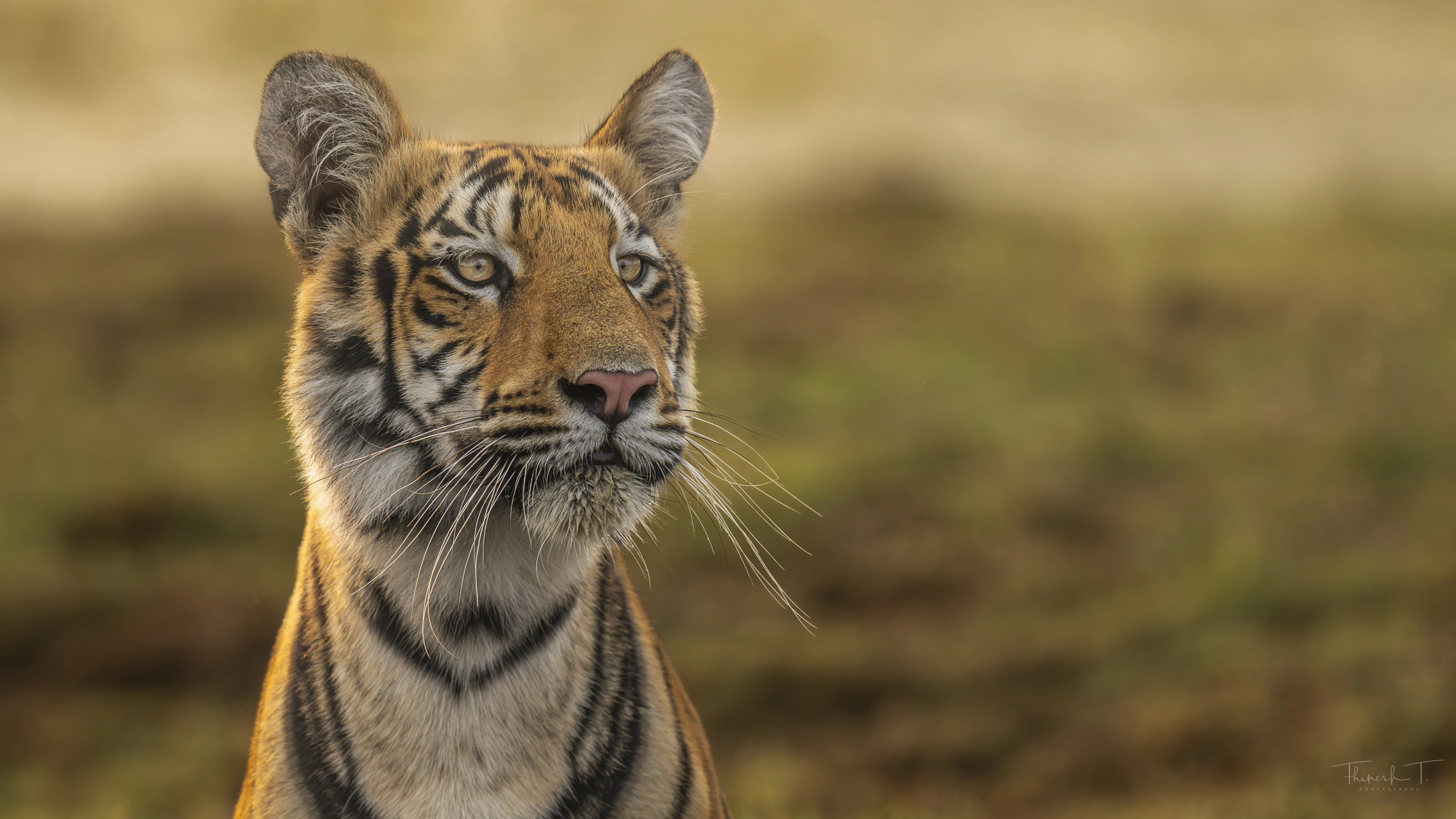 India Tiger Photography Tour – Umred & Tadoba gallery image 7